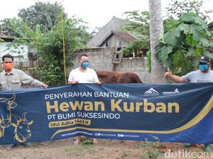 100 Hewan Kurban Dibagikan ke Warga Sekitar Tambang Emas Banyuwangi