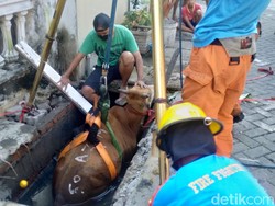 Sapi Kurban di Surabaya Nyebur ke Selokan, Evakuasi Butuh Waktu 1 Jam