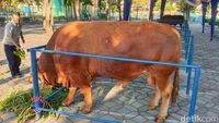 Penampakan Sapi Jokowi Berbobot 1,2 Ton