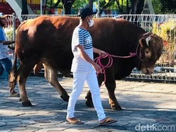 Presiden Jokowi Serahkan Sapi Kurban 1,2 Ton di Masjid Istiqlal