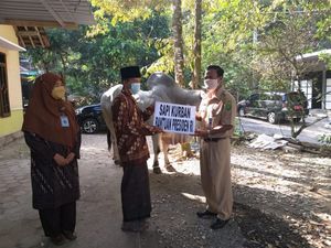 Sapi Kurban Jokowi di Bantul Peranakan Ongole, Bobotnya Nyaris 1 Ton