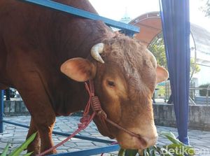 Sunan Kudus Larang Sembelih Sapi saat Idul Adha, Ternyata Ini Alasannya Sunan Kudus Larang Sembelih Sapi saat Idul Adha, Ternyata Ini Alasannya