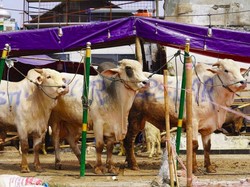 Menghitung Bobot Sapi Hidup Tanpa Timbangan, Begini Caranya