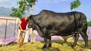 7 Artis yang Kurban Sapi dengan Bobot Super