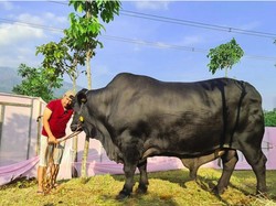 Keren! 5 Artis Ini Kurban Sapi Jumbo dan Puluhan Kambing