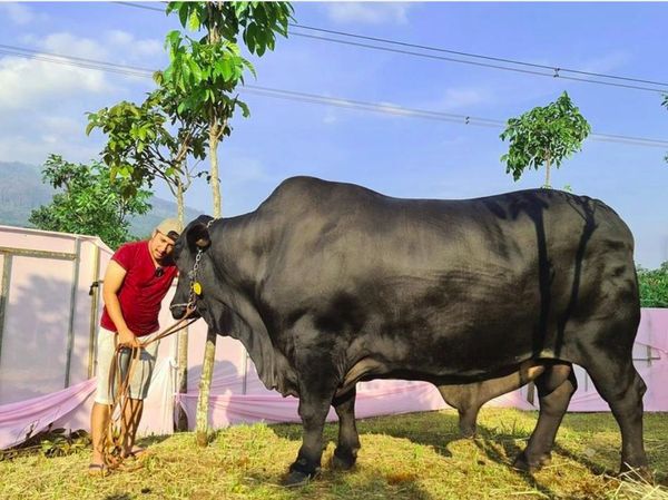 7 Artis yang Kurban Sapi dengan Bobot Super