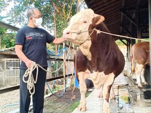 Melihat Gagahnya Sapi Kurban Jokowi dari Lembang Bandung Barat