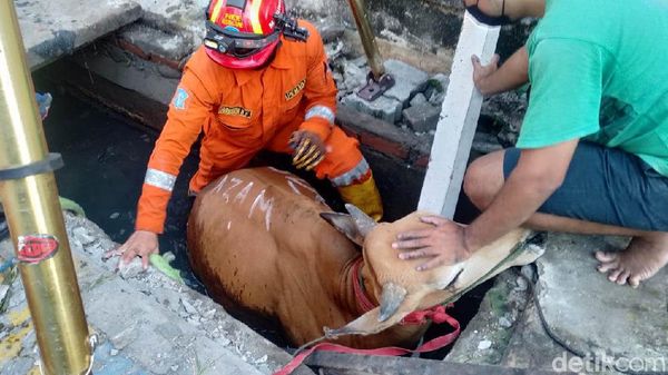 Sapi Kurban Terperosok ke Selokan di Surabaya