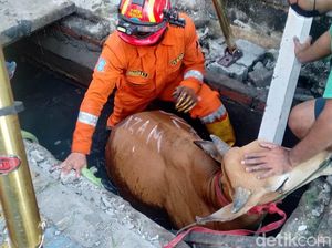 Sapi Kurban Terperosok ke Selokan di Surabaya