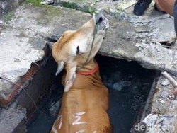Detik-detik Damkar Evakuasi Sapi yang Terperosok ke Parit di Tangsel