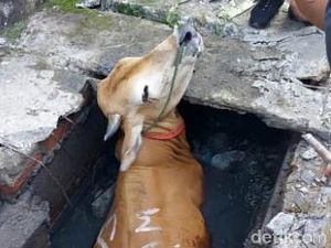 Detik-detik Damkar Evakuasi Sapi yang Terperosok ke Parit di Tangsel Detik-detik Damkar Evakuasi Sapi yang Terperosok ke Parit di Tangsel