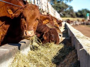 Momen Ngeri Sapi Limosin Rp 38 Juta Seruduk Pemiliknya hingga Tewas