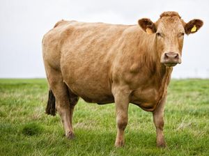 10 Jenis Sapi Terbesar di Dunia, Paling Berat dari Negara Mana? 10 Jenis Sapi Terbesar di Dunia, Paling Berat dari Negara Mana?