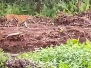 Harimau Tiba-tiba Muncul di Dekat Pekerja Sawit Inhil Riau