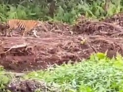 Bikin Deg-degan! Harimau Tiba-tiba Muncul di Dekat Pekerja Kebun Sawit Riau