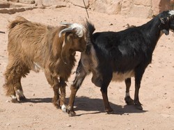 3 Fakta Torpedo Kambing, Benarkah Bisa Tingkatkan Gairah Seks?