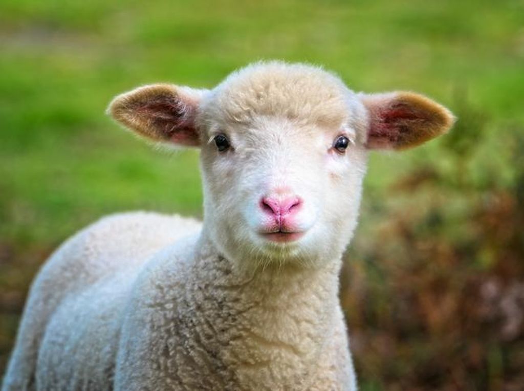 MasyaAllah! Ini 5 Keberkahan Daging Kambing dalam Islam MasyaAllah! Ini 5 Keberkahan Daging Kambing dalam Islam