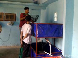 Kisah Perantau Pulang Kampung, Raih Cuan dari Lobster Air Tawar