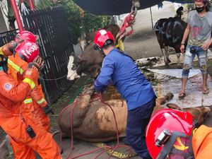 Sapi Kurban Terperosok ke Parit di Tangsel, Dievakuasi Pakai Crane