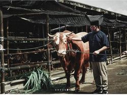 Anies Serahkan Kurban Sapi Limosin 1,1 Ton di RPH Dharma Jaya