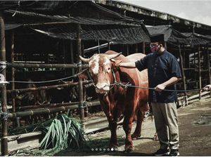 Anies Serahkan Kurban Sapi Limosin 1,1 Ton di RPH Dharma Jaya Anies Serahkan Kurban Sapi Limosin 1,1 Ton di RPH Dharma Jaya