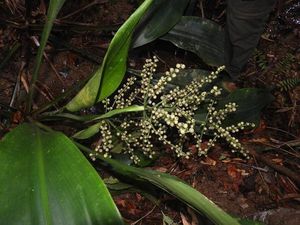 Ini Spesies Tumbuhan Baru yang Cuma Ada di Kepulauan Karimata