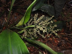 Ini Spesies Tumbuhan Baru yang Cuma Ada di Kepulauan Karimata