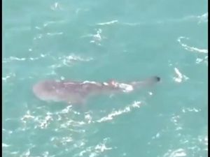 Viral Penampakan Satwa Raksasa di Pantai Yogya, Begini Analisis BKSDA Viral Penampakan Satwa Raksasa di Pantai Yogya, Begini Analisis BKSDA