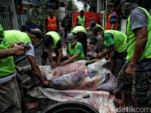 Hukum Berbagi Daging Kurban dengan Nonmuslim, Ini Penjelasan MUI