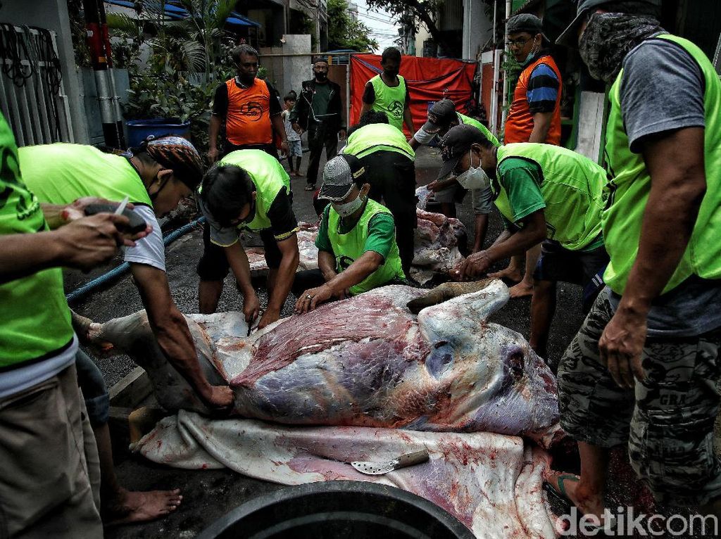 Hukum Berbagi Daging Kurban dengan Nonmuslim, Ini Penjelasan MUI Hukum Berbagi Daging Kurban dengan Nonmuslim, Ini Penjelasan MUI
