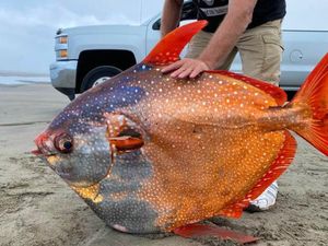 Fantastis, Ikan Cantik Seberat 45 Kg Ditemukan Terdampar di AS