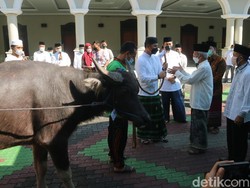 Nilai Tinggi Toleransi di Balik Kurban Kerbau Saat Idul Adha di Kudus