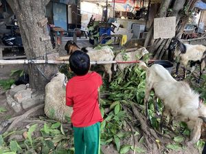 Cerita Pilu Pedagang Hewan Kurban yang Jadi Korban Kebakaran di Manggarai