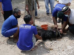 Hal-hal yang Disunnahkan dalam Penyembelihan Hewan, Apa Saja? Hal-hal yang Disunnahkan dalam Penyembelihan Hewan, Apa Saja?