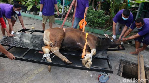 Warga Bekasi Potong Hewan Kurban dengan Prokes Ketat