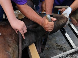 Sepenggal Sejarah Hari Raya Idul Adha dan Awal Mula Berkurban