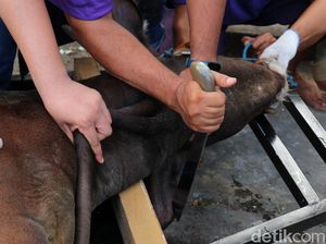 Sepenggal Sejarah Hari Raya Idul Adha dan Awal Mula Berkurban Sepenggal Sejarah Hari Raya Idul Adha dan Awal Mula Berkurban