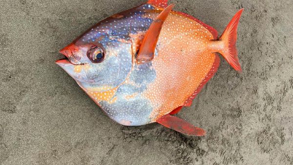 Foto Penampakan Ikan Jumbo yang Terdampar Secara Misterius