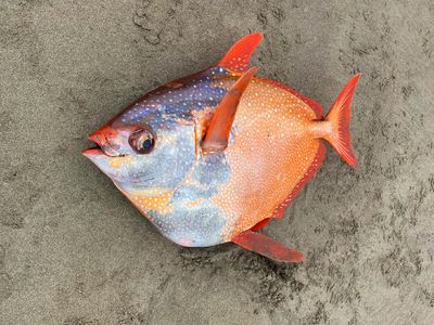 Foto Penampakan Ikan Jumbo yang Terdampar Secara Misterius