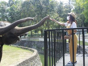 Unik Nih, Ada Wisata Memberi Makan Gajah di Candi Borobudur