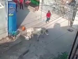 Heboh! Sapi Hendak Disembelih Lepas Lalu Seruduk Warga di Jaktim