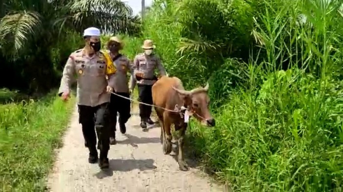 Polisi di Tanjabbar Jambi Serahkan Sapi ke warga Polisi di Tanjabbar Jambi Serahkan Sapi ke warga
