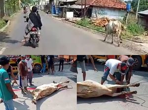 Sapi Kabur Saat Hendak Disembelih, Warga: Tak Mempan Ditembak!