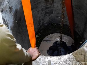 Sapi Kurban 700 Kg Masuk Sumur, Begini Evakuasinya