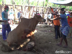 Tips Memotong Hewan Kurban Agar Tidak Mengamuk Saat Disembelih