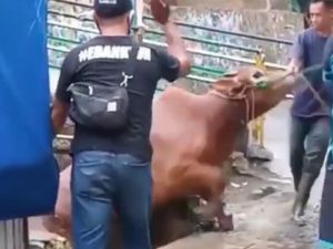 Sapi Kurban di Cianjur Ngamuk-Nyemplung ke Sungai