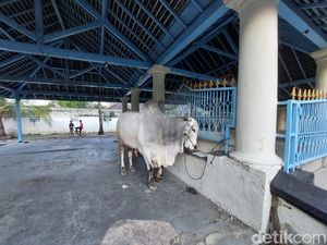 2 Sapi Kurban Jokowi Tiba di Solo, Beratnya Sama-sama 837 Kg