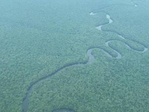 Hutan Hujan Lindung Terbesar Afrika Dihapus dari daftar Warisan Dunia dalam Bahaya Hutan Hujan Lindung Terbesar Afrika Dihapus dari daftar Warisan Dunia dalam Bahaya