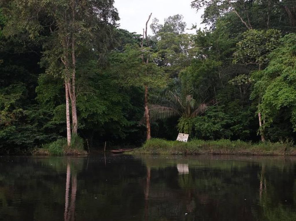 Foto Hutan Lindung Terbesar Afrika, Terlarang untuk Perburuan Minyak Foto Hutan Lindung Terbesar Afrika, Terlarang untuk Perburuan Minyak