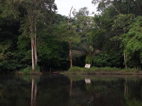 Foto Hutan Lindung Terbesar Afrika, Terlarang untuk Perburuan Minyak
